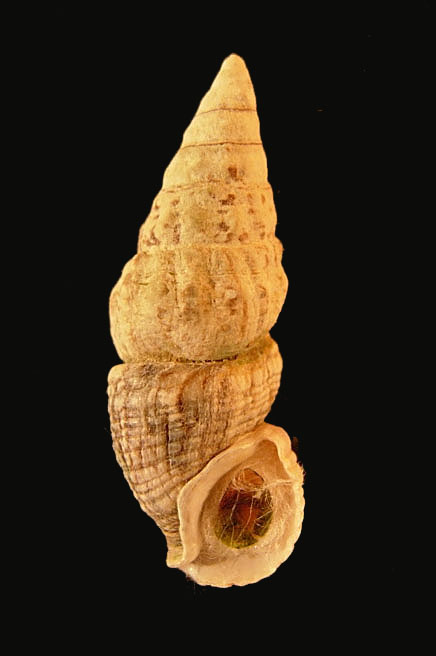 Cerithium lividulum e repandanum